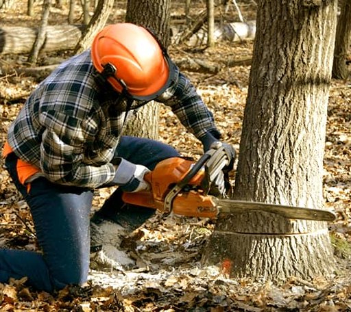 Tree Removal in Welling, OK